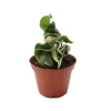 Hoya Hindu Rope Variegated Live Plant – Rare – 2.5 inch Pot – Indoor - Image 1