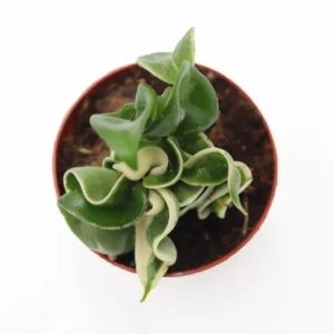 Hoya Hindu Rope Variegated Live Plant – Rare – 2.5 inch Pot – Indoor - Image 2