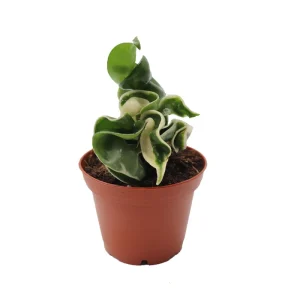 Hoya Hindu Rope Variegated Live Plant – Rare – 2.5 inch Pot – Indoor - Image 1