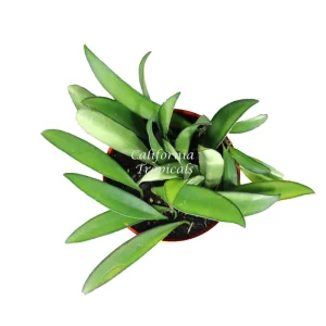 Hoya Kentiana 'Narrow Leaf' Live Plant – 4 inch Potted Houseplant – Indoor - Image 2