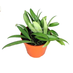 Hoya Kentiana 'Narrow Leaf' Live Plant – 4 inch Potted Houseplant – Indoor - Image 1