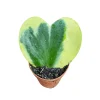 Hoya Kerrii Heart Succulent Live Plant – 2 inch Variegated Heart-Shaped Hoya – Indoor Sweetheart Plant - Image 1