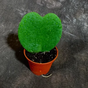 Hoya Kerrii Heart Succulent Live Plant - Sweetheart Hoya - Indoor/Outdoor - Image 2