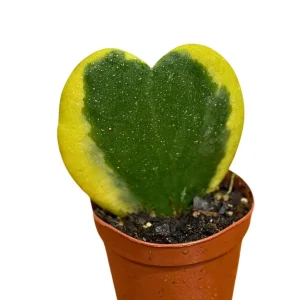 Hoya Kerrii Heart Succulent Live Plant - Variegated Sweetheart Hoya, 2 inch Pot - Image 2