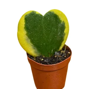Hoya Kerrii Heart Succulent Live Plant - Variegated Sweetheart Hoya, 2 inch Pot - Image 3