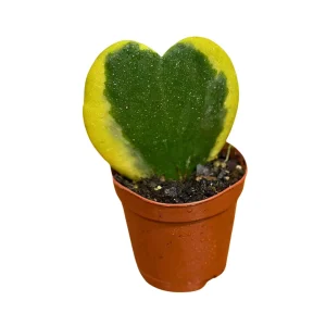 Hoya Kerrii Heart Succulent Live Plant - Variegated Sweetheart Hoya, 2 inch Pot - Image 5