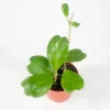 Hoya Kerrii Live Plant – Non-Variegated, 4-inch Pot, 5-6 Leaves, Indoor - Image 1
