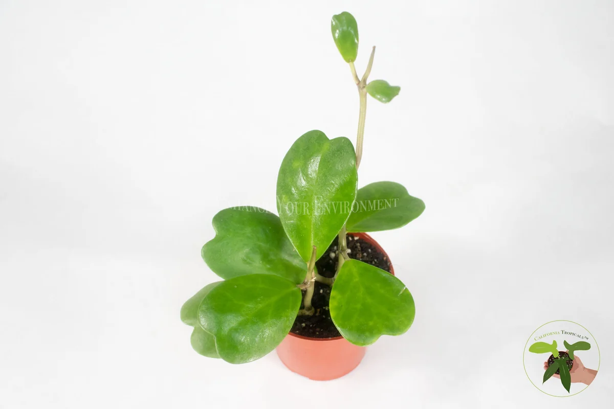 Hoya Kerrii Live Plant – Non-Variegated, 4-inch Pot, 5-6 Leaves, Indoor - Image 1