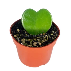 Hoya Kerrii Live Plant – Non-Variegated – Single Leaf – 4 inch Pot – Indoor - Image 1