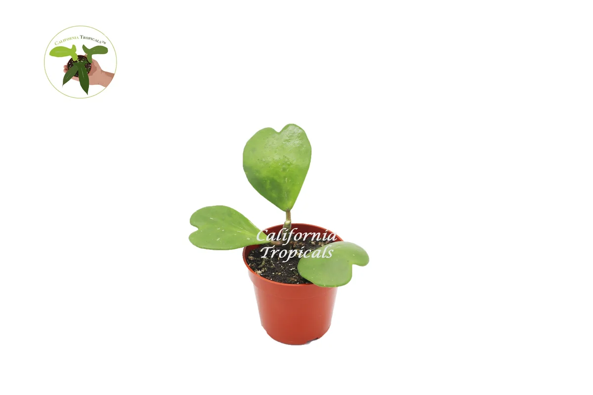 Hoya Kerrii Non-Variegated Live Plant – 3-4 Leaves – 4 inch Pot – Indoor Plant - Image 1