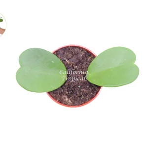 Hoya Kerrii Non-Variegated Live Plant – 4 inch Pot – Indoor Heart Leaf Hoya - Image 1
