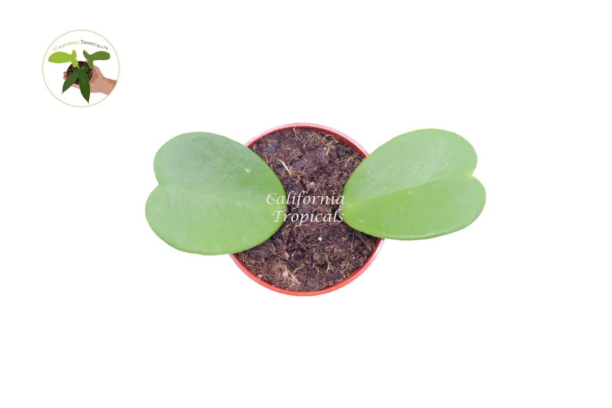 Hoya Kerrii Non-Variegated Live Plant – 4 inch Pot – Indoor Heart Leaf Hoya - Image 1