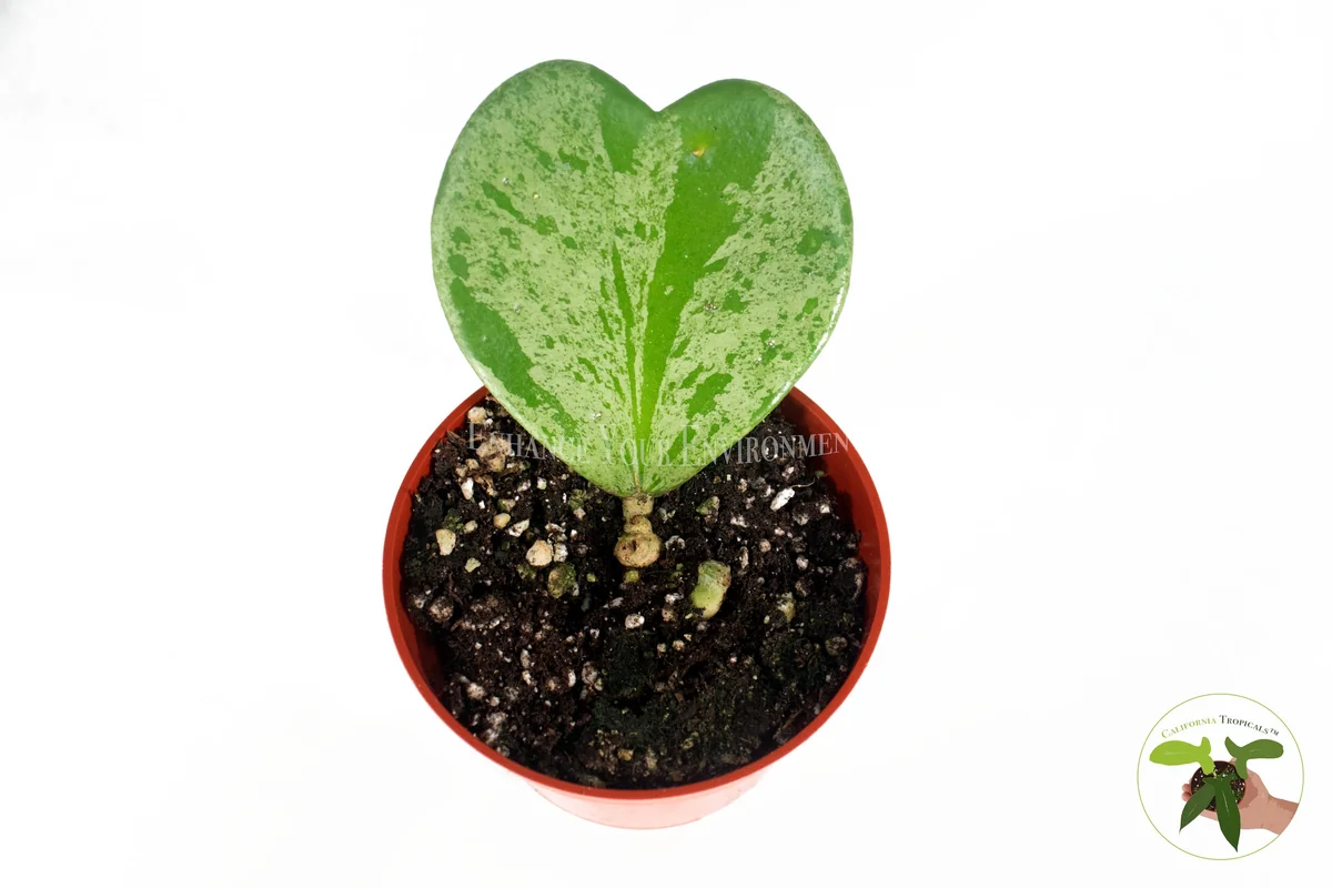 Hoya Kerrii Splash Single Heart Live Plant – 4 inch Pot – Indoor - Image 2