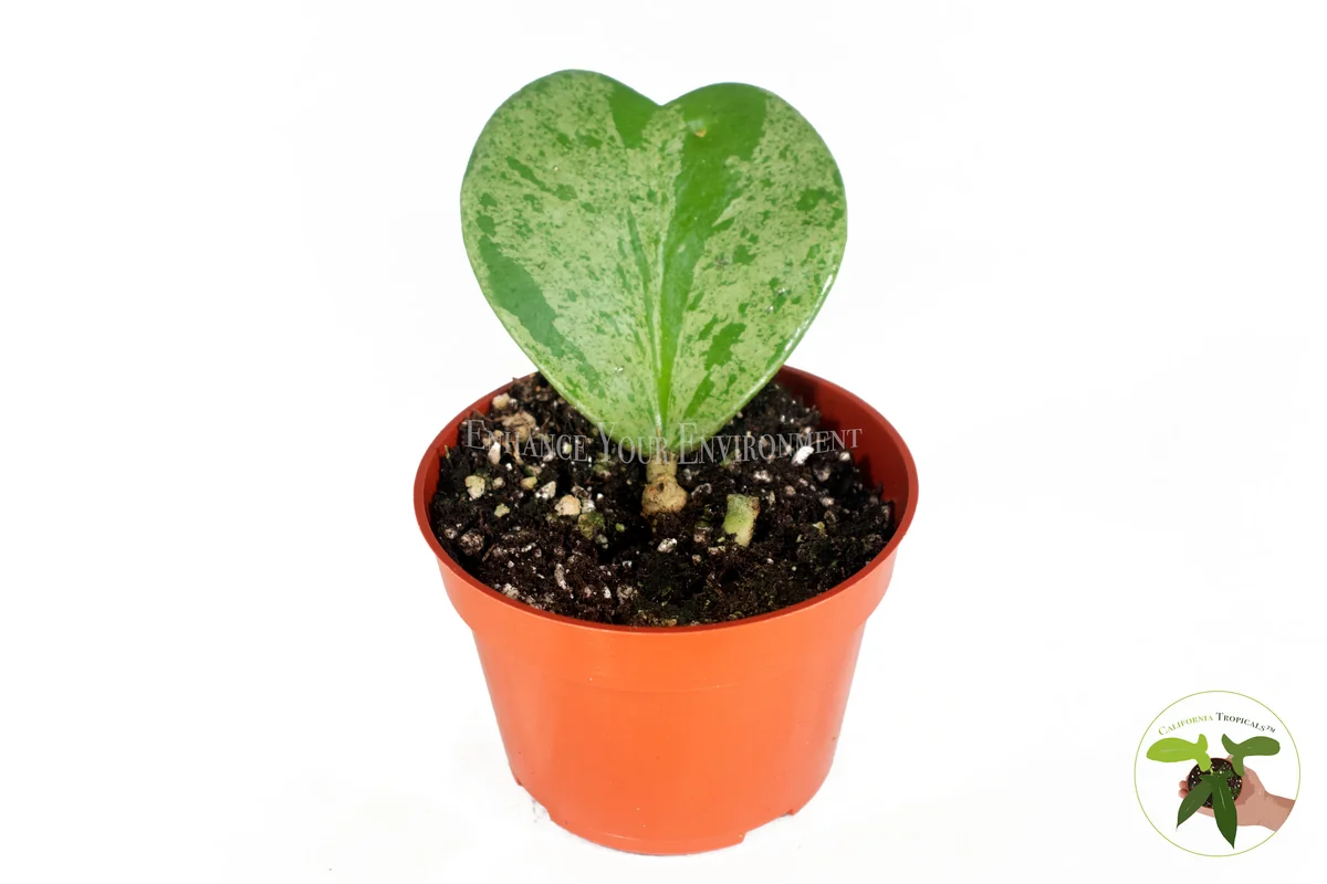 Hoya Kerrii Splash Single Heart Live Plant – 4 inch Pot – Indoor - Image 1