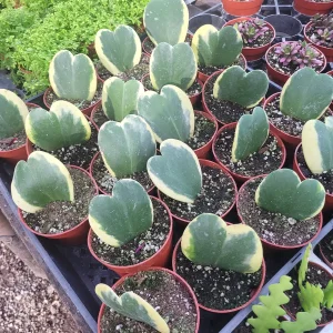 Hoya Kerrii Variegated Hearts Live Plant – 2in or 4in Pot – Indoor Foliage - Image 3