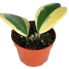 Hoya Kerrii Variegated Live Plant – 4 inch Pot – Heart Leaf Hoya Indoor - Image 1