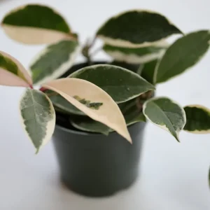 Hoya Krimson Queen Live Plant - Variegated Carnosa Wax Plant, 3 inch nursery pot, Indoor - Image 10