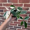 Hoya Krimson Queen Live Plant - Variegated Carnosa Wax Plant, 3 inch nursery pot, Indoor - Image 1