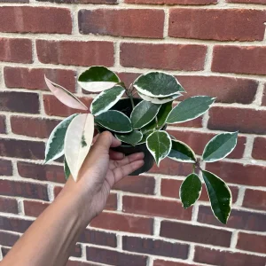 Hoya Krimson Queen Live Plant - Variegated Carnosa Wax Plant, 3 inch nursery pot, Indoor - Image 5