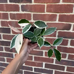 Hoya Krimson Queen Live Plant - Variegated Carnosa Wax Plant, 3 inch nursery pot, Indoor - Image 7