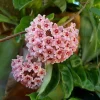 Hoya Krinkle 8 Live Plant - Ripple Hoya - Crinkle Hoya - 4 Inch Pot - Indoor - Image 1