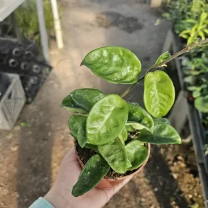 Hoya Krinkle 8 Live Plant - Ripple Hoya - Crinkle Hoya - 4 Inch Pot - Indoor - Image 4