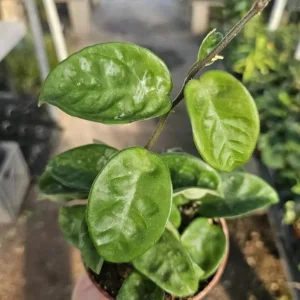 Hoya Krinkle 8 Live Plant - Ripple Hoya - Crinkle Hoya - 4 Inch Pot - Indoor - Image 6