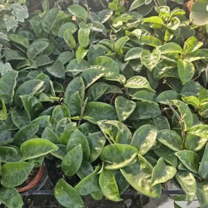 Hoya Krinkle 8 Live Plant - Ripple Hoya - Crinkle Hoya - 4 Inch Pot - Indoor - Image 7