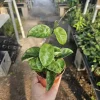 Hoya Krinkle Live Plant Ripple Crinkle Carnosa 2in 4in Pot Indoor - Image 1