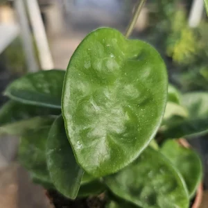 Hoya Krinkle Live Plant Ripple Crinkle Carnosa 2in 4in Pot Indoor - Image 4