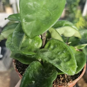 Hoya Krinkle Live Plant Ripple Crinkle Carnosa 2in 4in Pot Indoor - Image 5