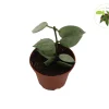 Hoya Krohniana Super Silver Live Plant – 2.5 inch Pot – Indoor Vining Plant - Image 1