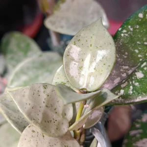 Hoya Lacunosa Silver Mint Coin Live Plant – 2 inch Pot – Fragrant Indoor Hoya - Image 1
