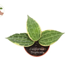 Hoya Macrophylla Outer Variegated Live Plant – 4 inch Nursery Pot – Indoor - Image 2