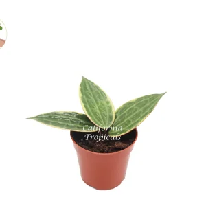 Hoya Macrophylla Outer Variegated Live Plant – 4 inch Nursery Pot – Indoor - Image 1