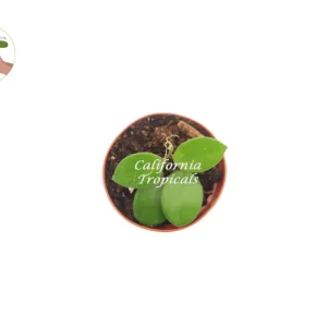 Hoya Mathilde Live Plant – 2.5'' Potted Wax Plant – Indoor Houseplant - Image 2