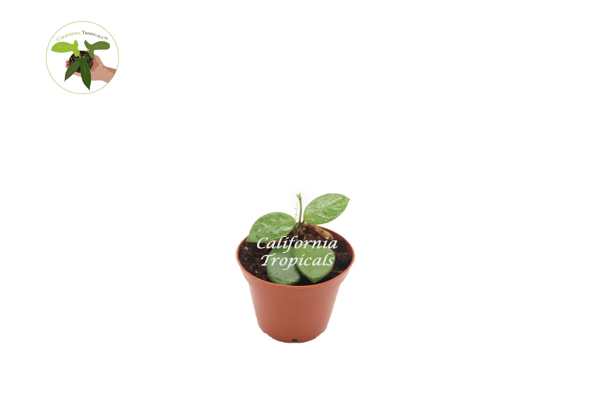 Hoya Mathilde Live Plant – 2.5'' Potted Wax Plant – Indoor Houseplant - Image 1