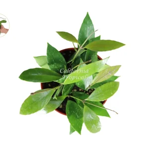 Hoya Memoria 'Gracilis' Live Plant – 4 inch Potted Houseplant – Indoor Trailing Vine - Image 2