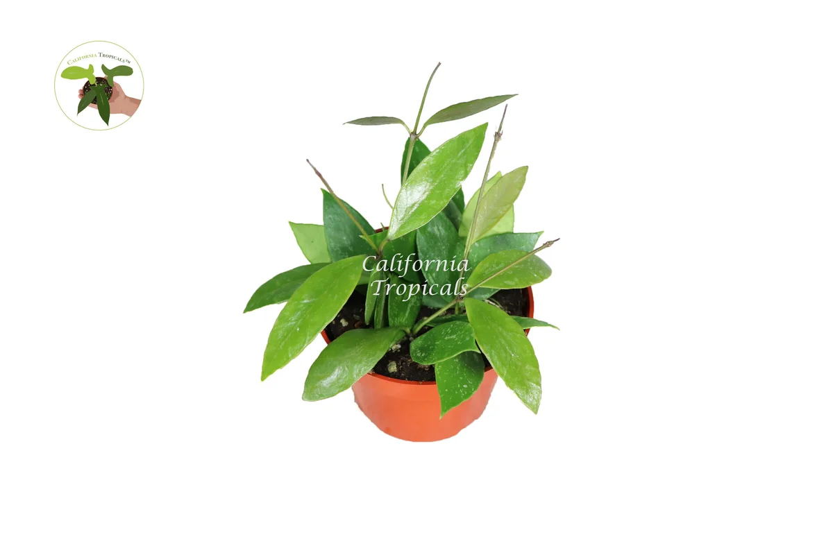 Hoya Memoria 'Gracilis' Live Plant – 4 inch Potted Houseplant – Indoor Trailing Vine - Image 1