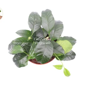 Hoya Multiflora 'Shooting Star' Live Plant - 6 inch Potted Houseplant - Image 2