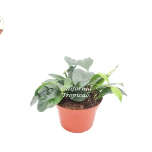 Hoya Multiflora 'Shooting Star' Live Plant - 6 inch Potted Houseplant - Image 1