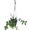 Hoya Nummularioides Live Plant – 4" Hanging Basket – Indoor Houseplant - Image 1