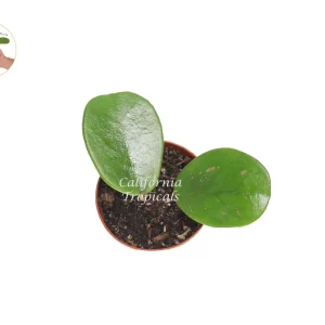 Hoya Obovata Splash Live Plant - 2.5 inch Pot - Indoor Vining Houseplant - Image 2