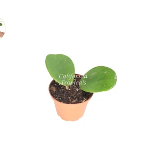 Hoya Obovata Splash Live Plant - 2.5 inch Pot - Indoor Vining Houseplant - Image 1