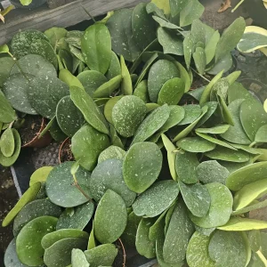 Hoya Obovata Splash Live Plant – 4in Pot – Rare Indoor Houseplant - Image 2