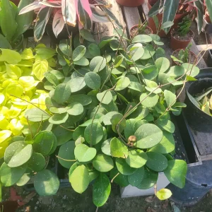 Hoya Obovata Splash Live Plant – 4in Pot – Rare Indoor Houseplant - Image 4