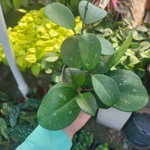 Hoya Obovata Splash Live Plant – 4in Pot – Rare Indoor Houseplant - Image 5