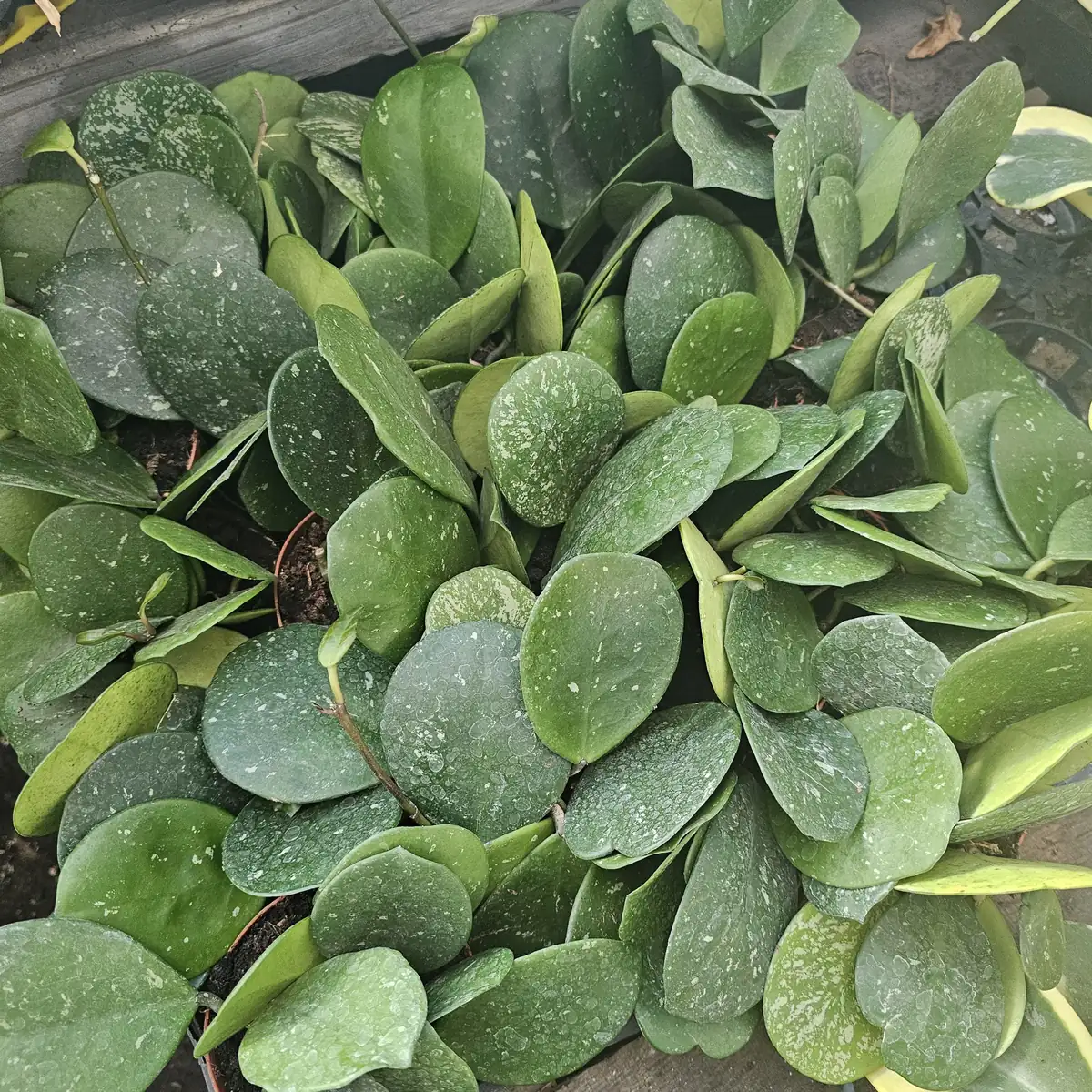 Hoya Obovata Splash Live Plant – 4in Pot – Rare Indoor Houseplant - Image 6