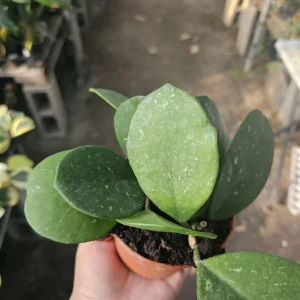 Hoya Obovata Splash Live Plant – 4in Pot – Rare Indoor Houseplant - Image 7