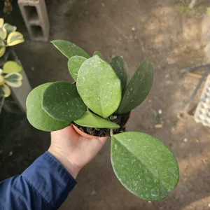 Hoya Obovata Splash Live Plant – 4in Pot – Rare Indoor Houseplant - Image 8